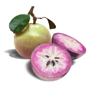 Milk fruit / 乳果