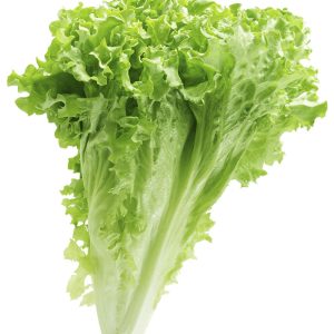 Leaf lettuce - 生菜
